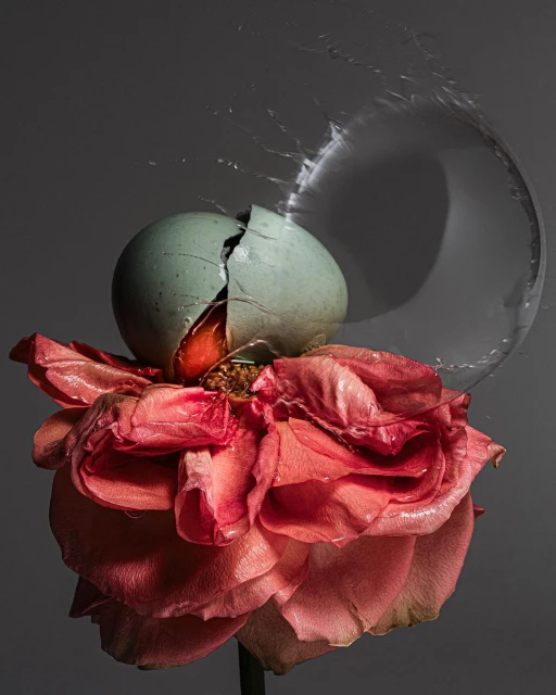 Still life of a cracked, blue-shelled egg resting on a wilting pink rose against a plain gray background with water droplets.