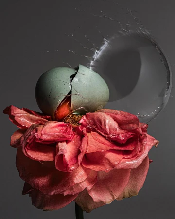 Still life of a cracked, blue-shelled egg resting on a wilting pink rose against a plain gray background with water droplets.