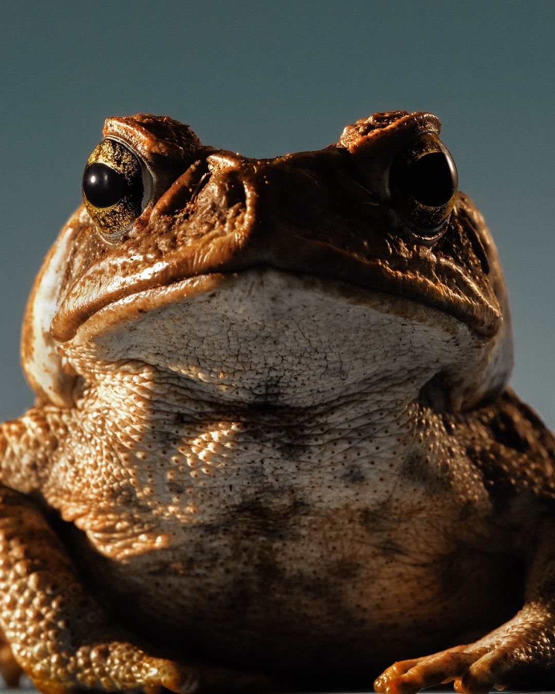 Close-up portrait of a brown cane toad with textured skin, set against a soft blue background in a studio-lit nature photograph.