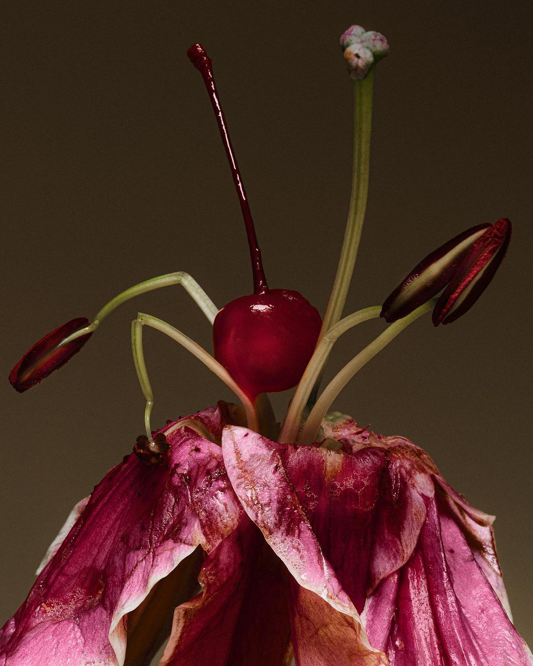 Close-up of a wilting pink lily flower with green stems and a red cherry positioned in its center against a brown background.