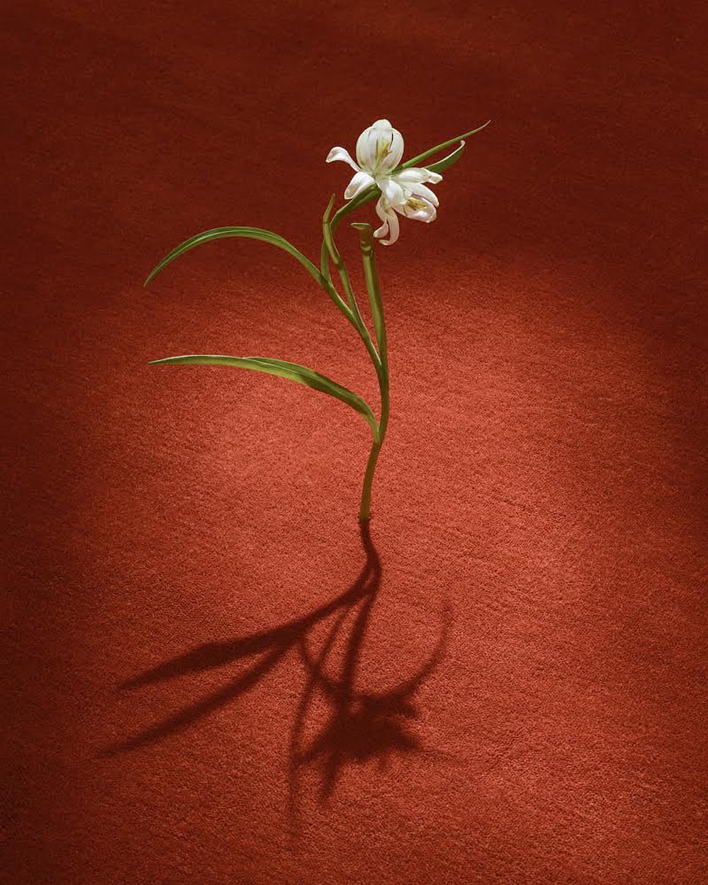 Single white flower with green leaves stands on a textured reddish-brown surface, casting a detailed shadow beneath it.