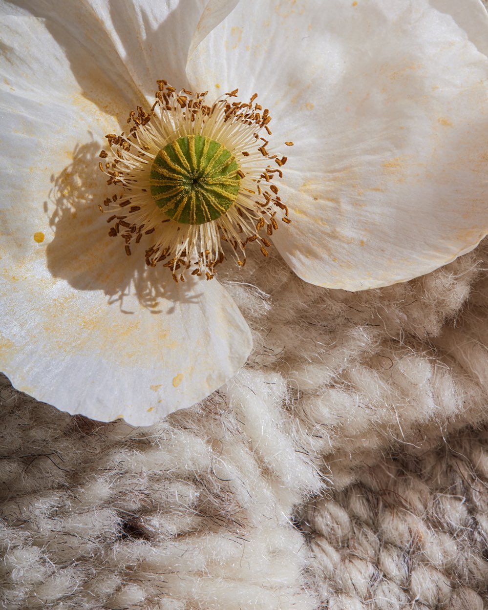 Close-up of a white poppy flower with a green center resting on a soft, neutral-toned, woven wool texture, highlighting natural beauty and texture.