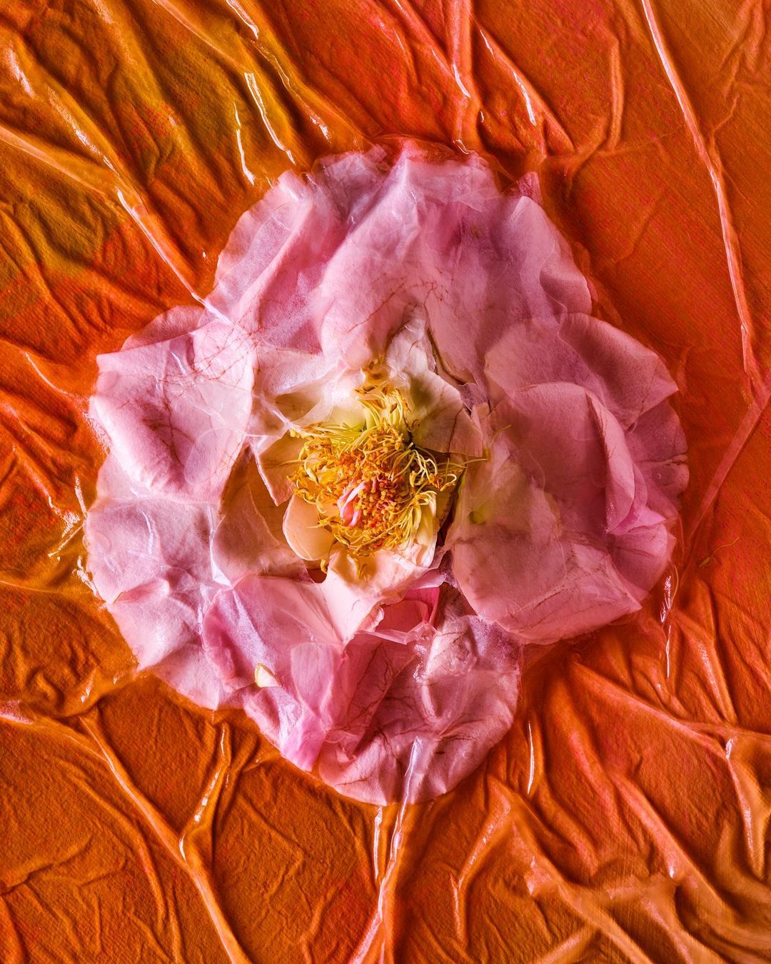 Close-up photograph of a pink rose flower on an orange textured background, shot with soft lighting to showcase the flower's delicate petals.