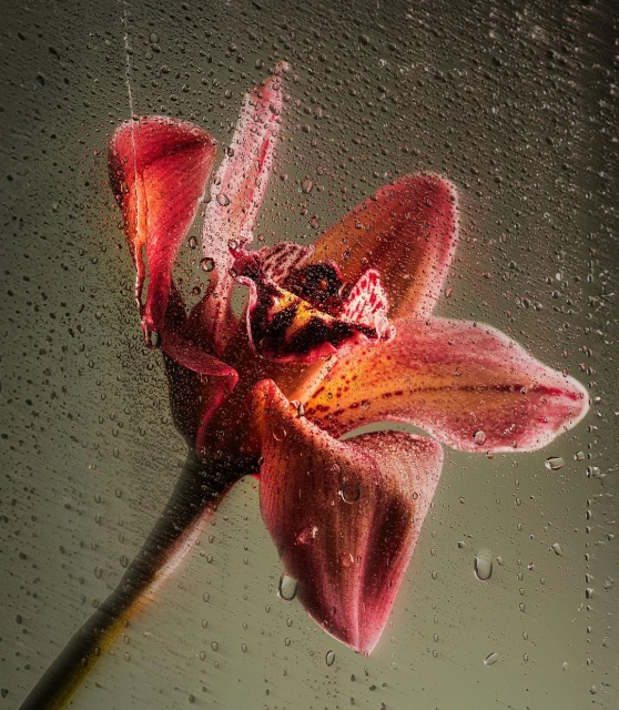 Macro photograph of a vibrant pink orchid covered in water droplets, set against a blurred olive-green backdrop.
