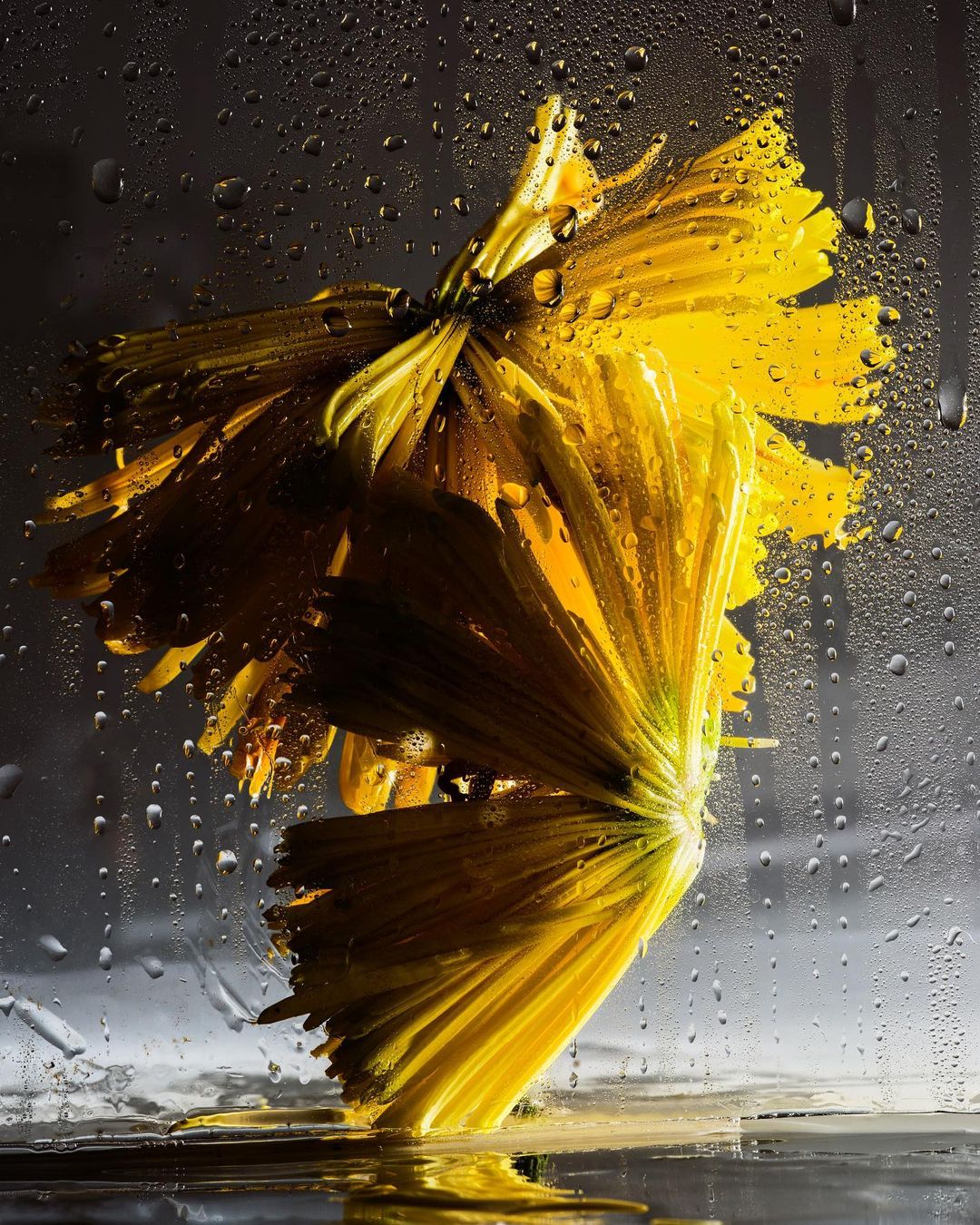 Close-up of a vibrant yellow flower with water droplets on its petals, set against a gradient grey background creating a fresh, artistic composition.