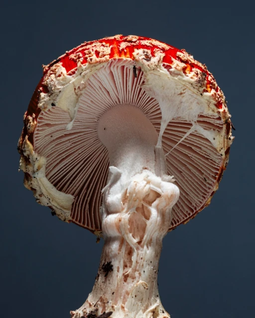 Close-up of a fly agaric mushroom, showcasing its red cap with white spots and the gills underneath, set against a dark backdrop.