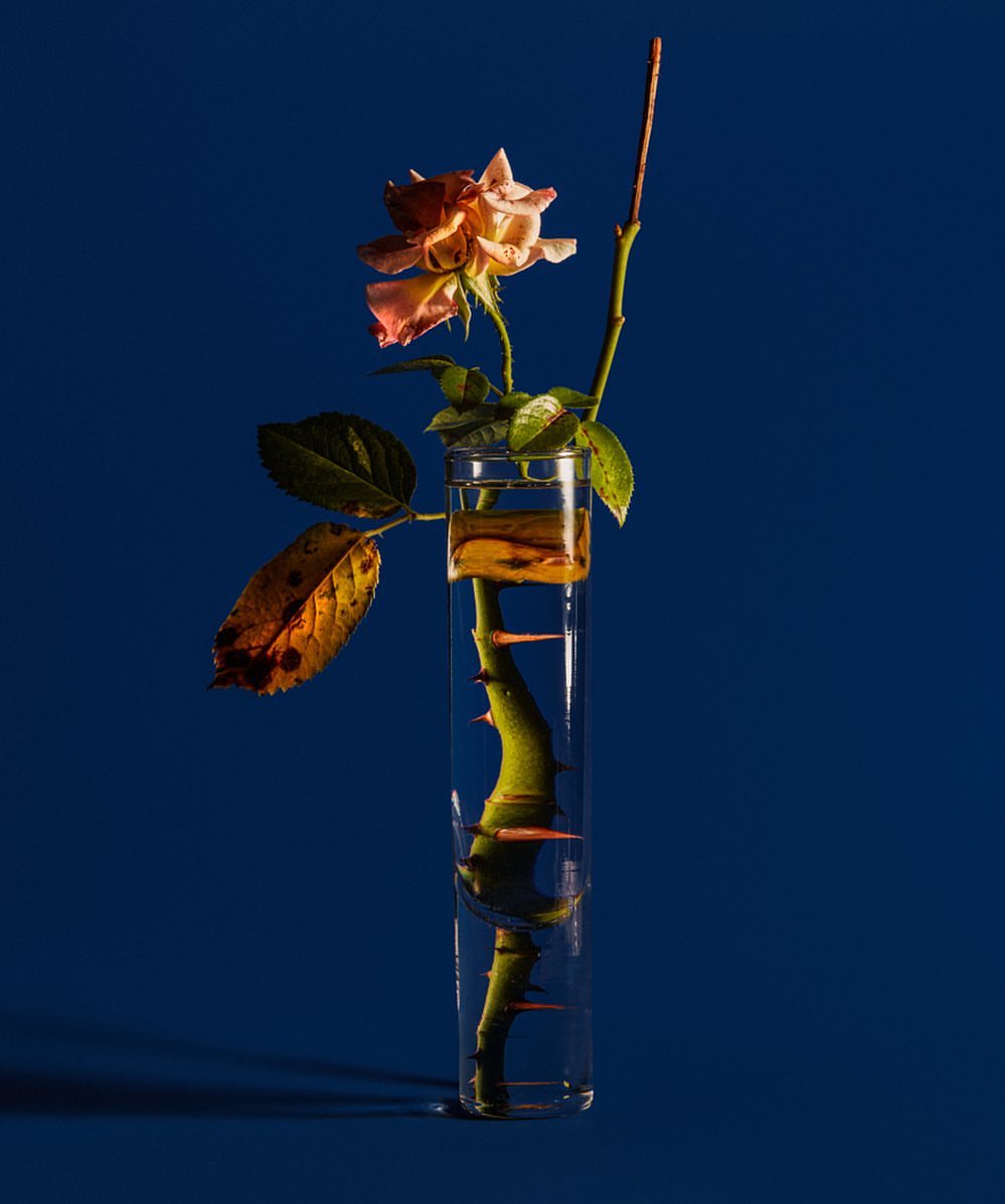 Close-up still life shot of a peach-colored rose in a glass vase against a dark blue background with moody lighting. Floral arrangement.