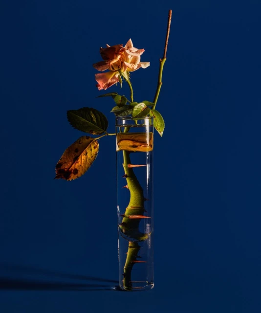 Close-up still life shot of a peach-colored rose in a glass vase against a dark blue background with moody lighting. Floral arrangement.