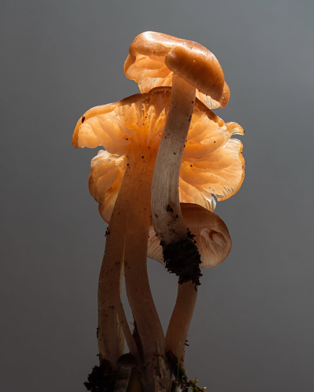 A cluster of translucent mushrooms, backlit to illuminate their delicate caps and stems, against a soft, neutral gray backdrop.