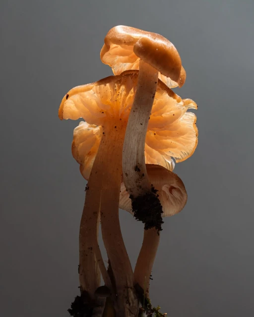 A cluster of translucent mushrooms, backlit to illuminate their delicate caps and stems, against a soft, neutral gray backdrop.