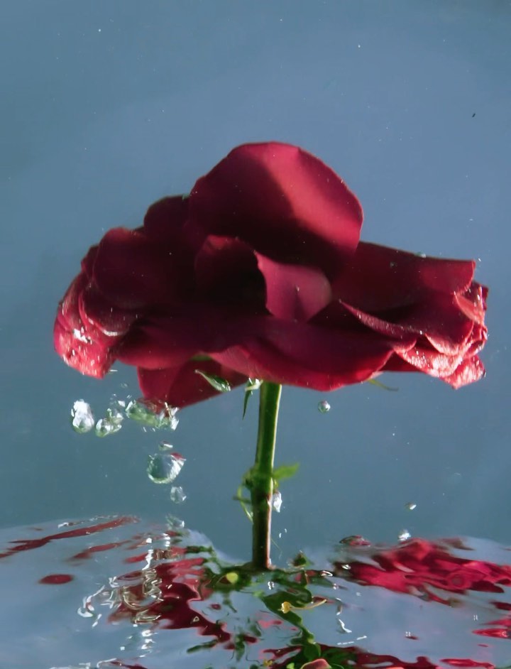 Close-up photo of a red rose in water with visible bubbles, creating a fresh and vibrant floral image against a light blue background.