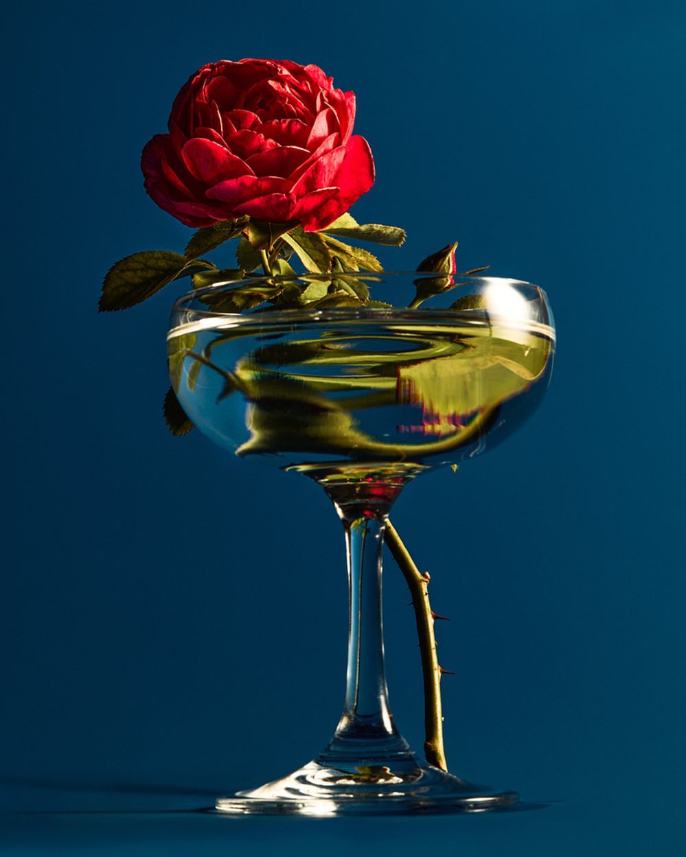 A vibrant red rose blooms in a clear glass with water against a deep blue backdrop, showcasing contrast and natural beauty in still life.