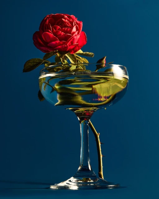 A vibrant red rose blooms in a clear glass with water against a deep blue backdrop, showcasing contrast and natural beauty in still life.