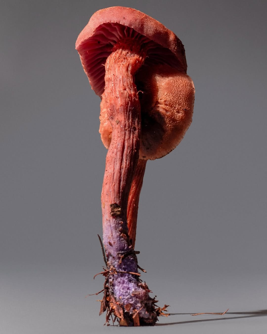 Close-up studio shot of a vibrant coral-colored mushroom with purple hues at the base, showcasing its intricate gills and textures.