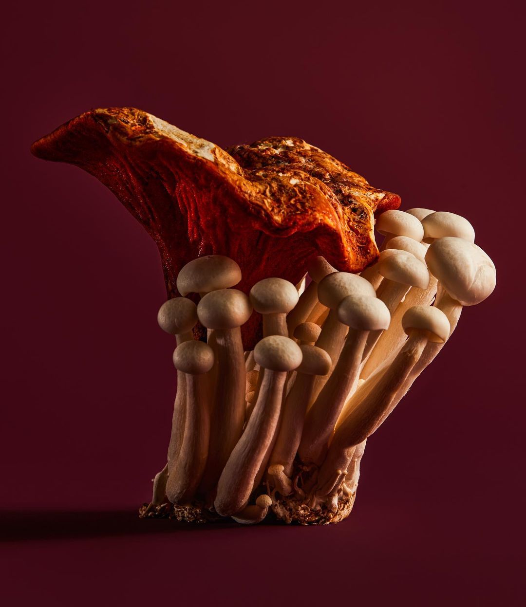 Artistic display of oyster and beech mushrooms with contrasting textures and forms against a deep burgundy backdrop in studio light.