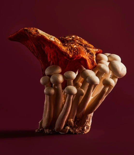 Artistic display of oyster and beech mushrooms with contrasting textures and forms against a deep burgundy backdrop in studio light.