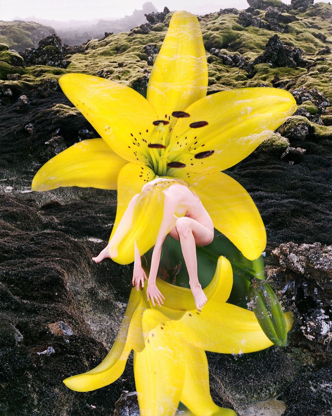 Dreamy surreal scene of a nude woman nestled inside a large yellow lily blossom, set against a mossy, rocky, otherworldly landscape.