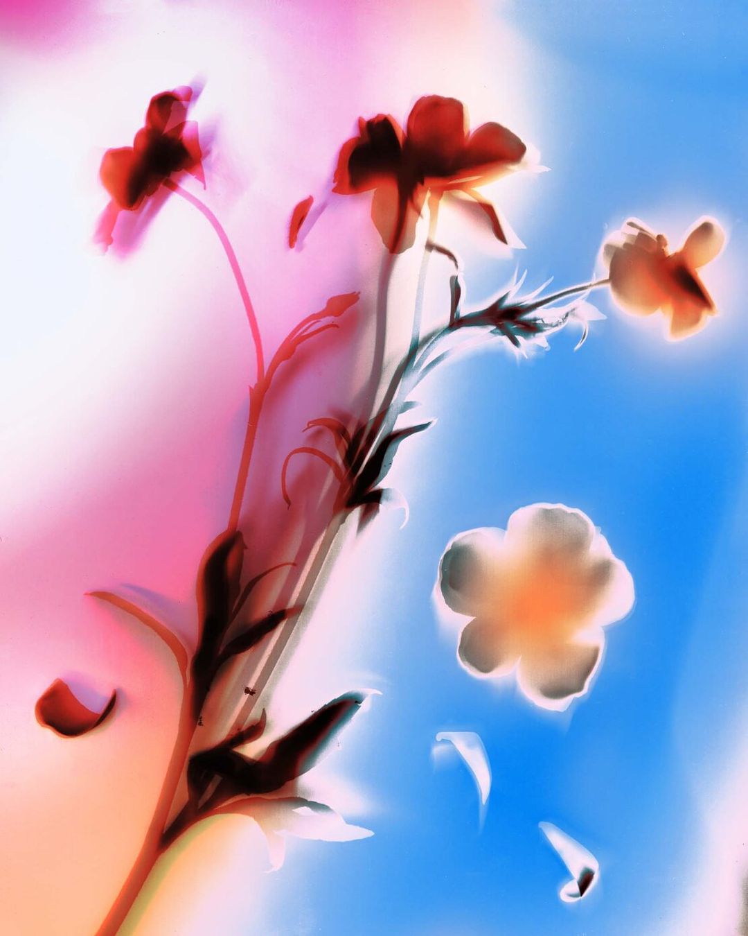 Floral artwork: red and white flowers with stems stand against a gradient background of pink, white, and blue, creating a soft focus effect.