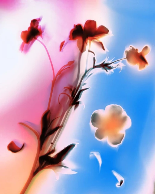 Floral artwork: red and white flowers with stems stand against a gradient background of pink, white, and blue, creating a soft focus effect.