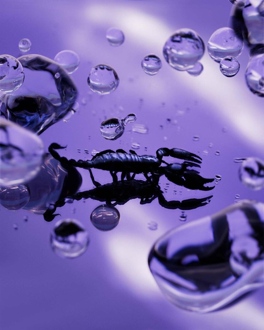 Close-up of a black scorpion and water droplets reflected against a lilac background, creating a striking contrast and abstract effect.