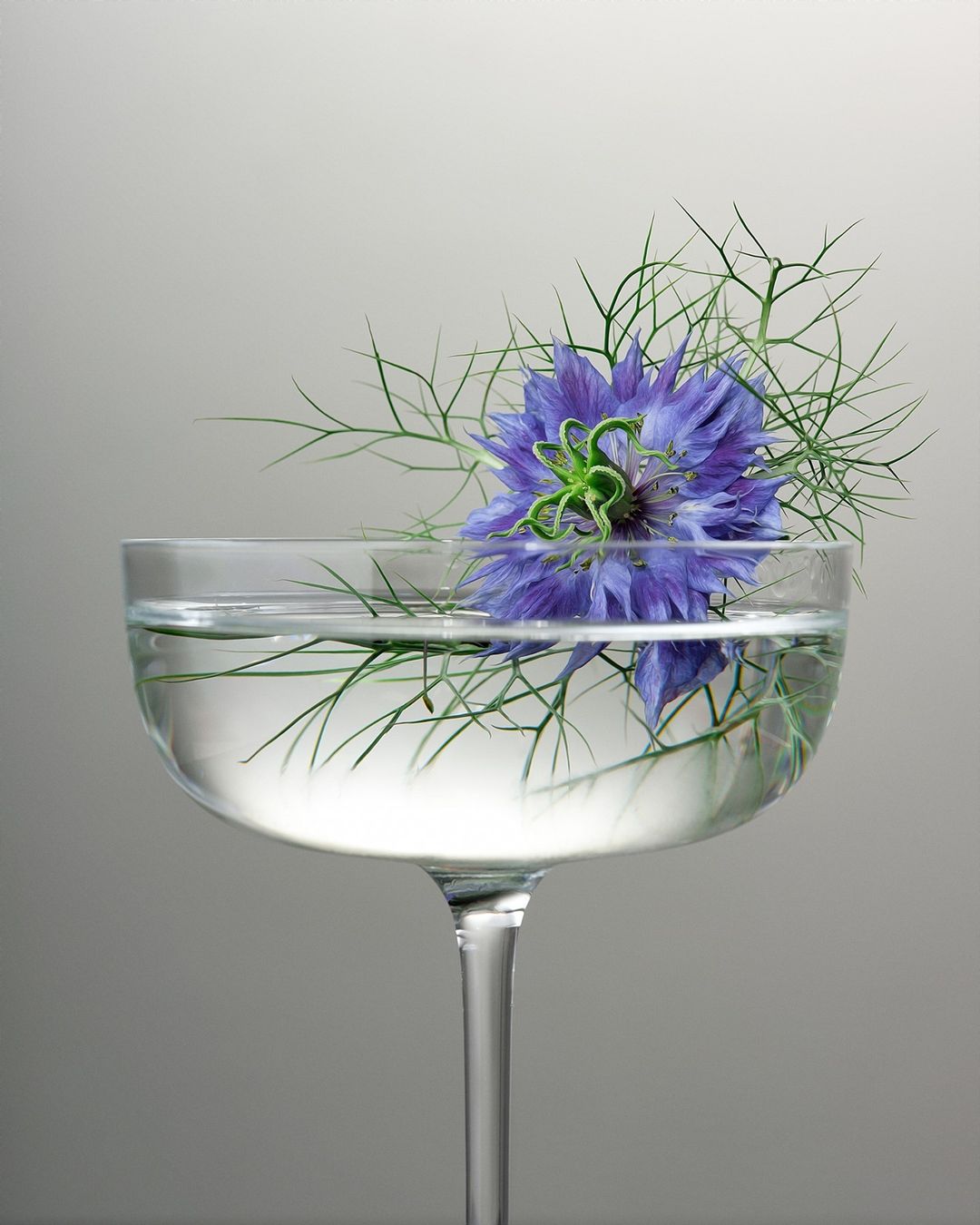 Close-up of a blue Nigella flower in a stemmed glass filled with water against a neutral background, floral still life, elegant presentation.
