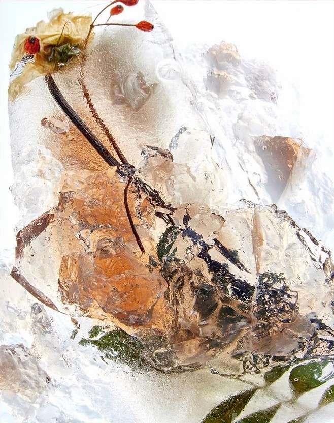 Close-up studio shot of an amber rose and red rosehips encased in a block of translucent, textured ice with a white background.