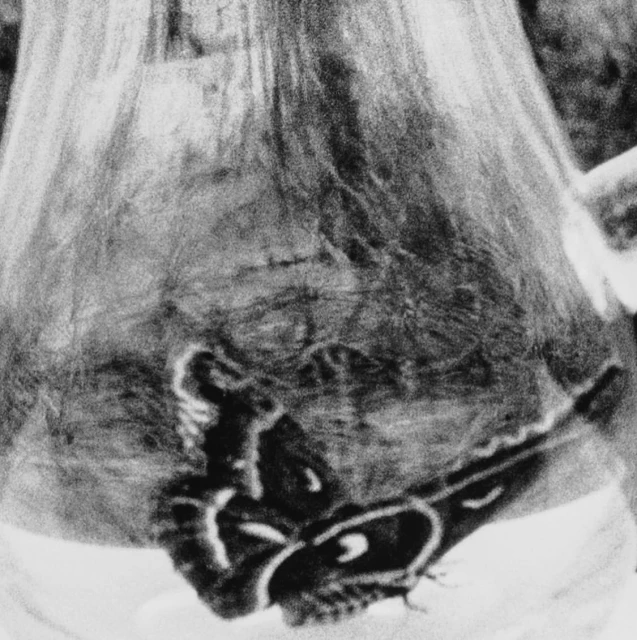 Monochromatic image of a Luna moth resting on a surface, with a blurred, textured background, showing intricate wing patterns.