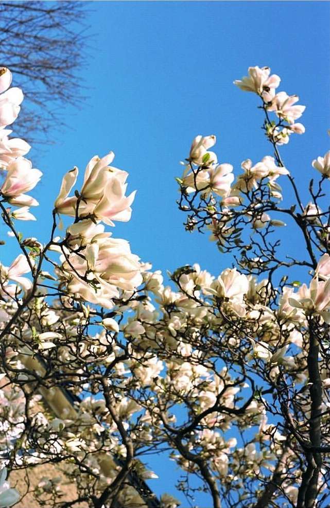 Blooming magnolia tree with white and pink flowers against a vibrant blue sky, showcasing spring's beauty and nature's details in an outdoor setting.
