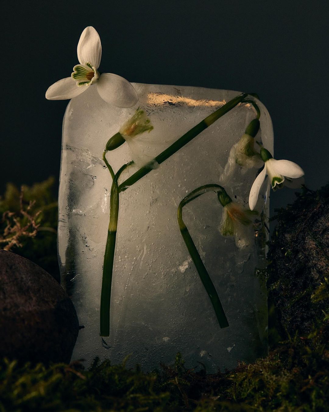 Close-up of snowdrop flowers frozen in a block of ice, set on a mossy surface against a dark background, showcasing delicate beauty in nature.