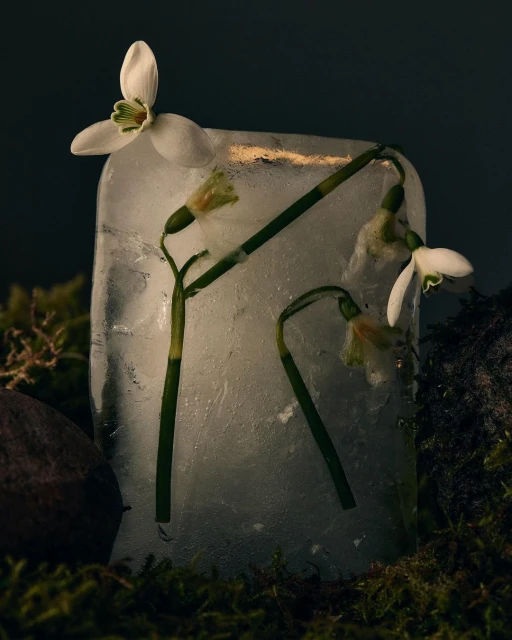 Close-up of snowdrop flowers frozen in a block of ice, set on a mossy surface against a dark background, showcasing delicate beauty in nature.