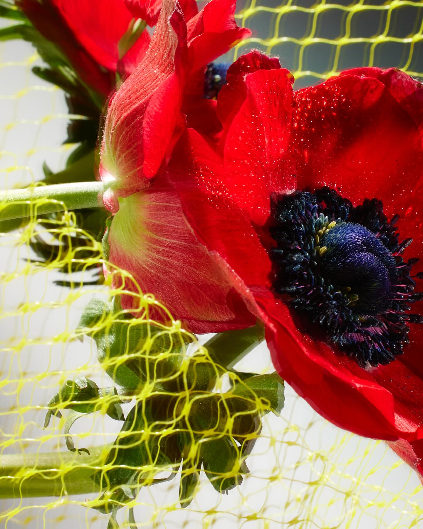 Macro photo of vibrant red anemone flowers with a dark blue-black center, highlighted against a yellow net and a soft white background.