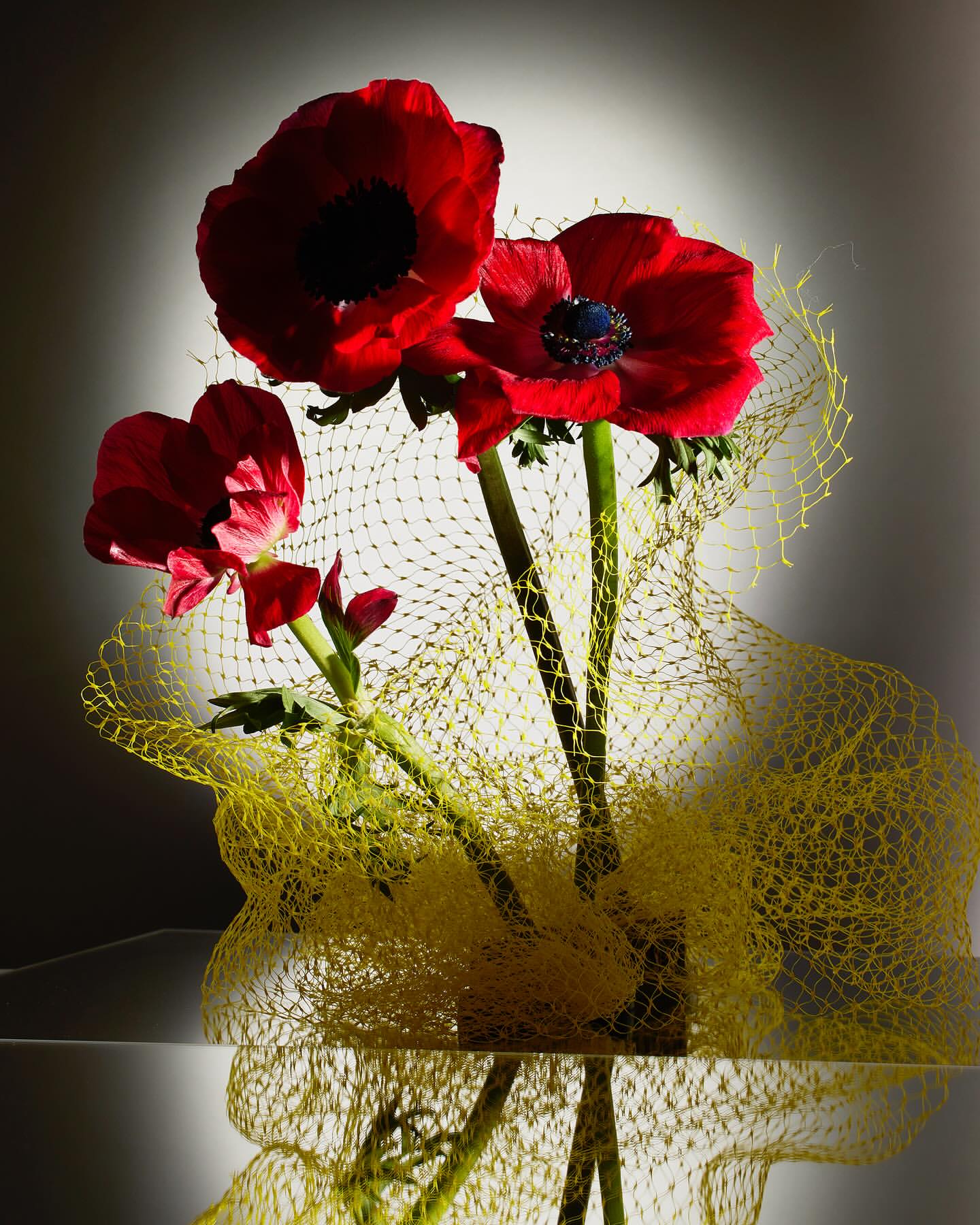 Red anemone flowers arranged with a yellow net, creating a visually striking floral display against a soft gradient background.