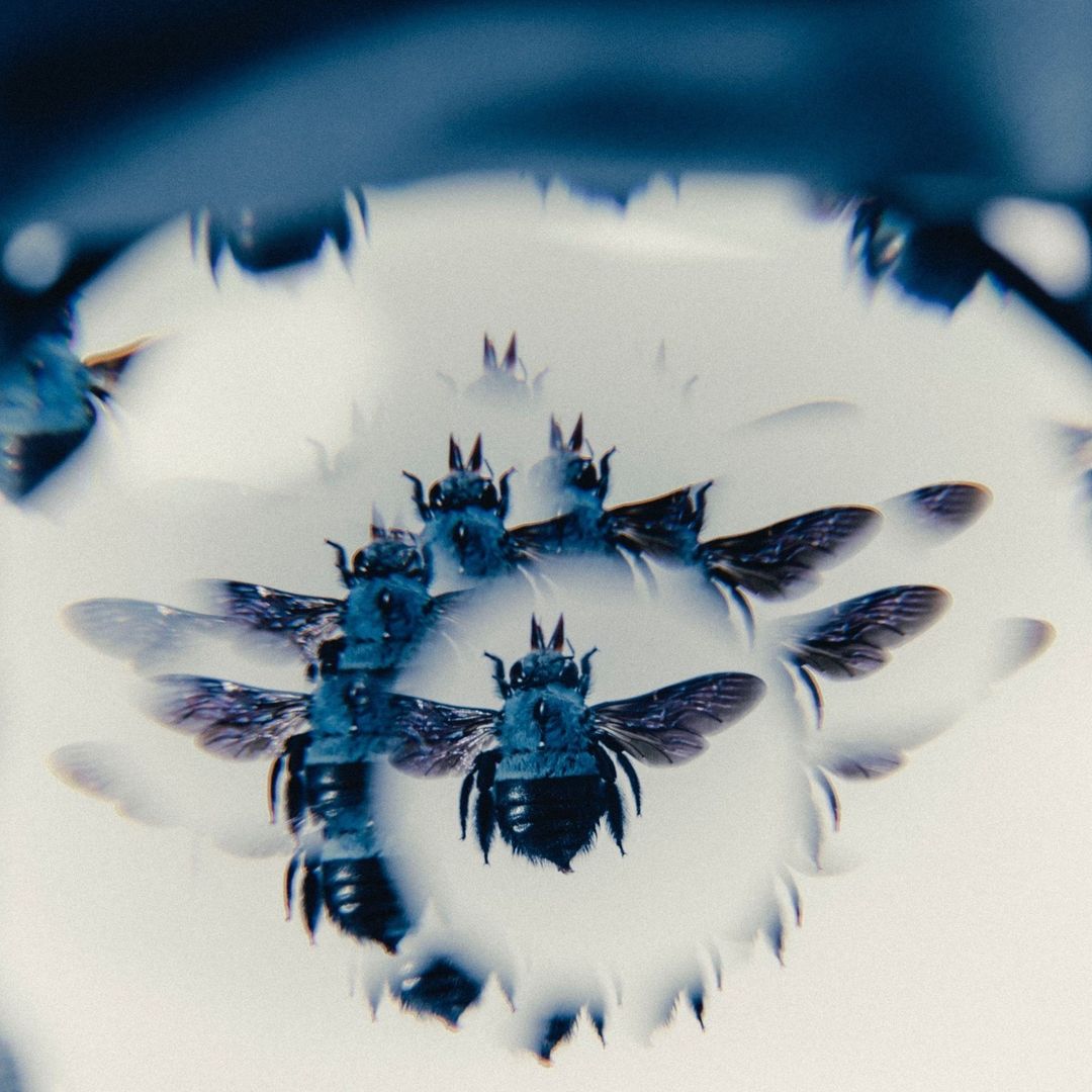 Multiple blue carpenter bees clustered in a visually striking pattern, set against a bright, clean backdrop, nature photography.