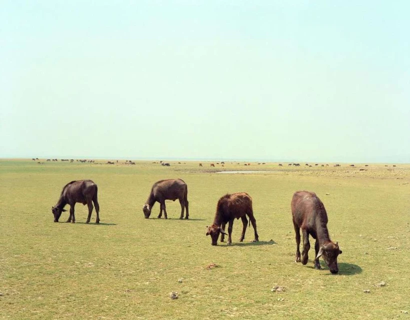 A herd of water buffalo graze in a vast, grassy field under a clear sky. The landscape extends to the horizon, with more animals visible in the distance.