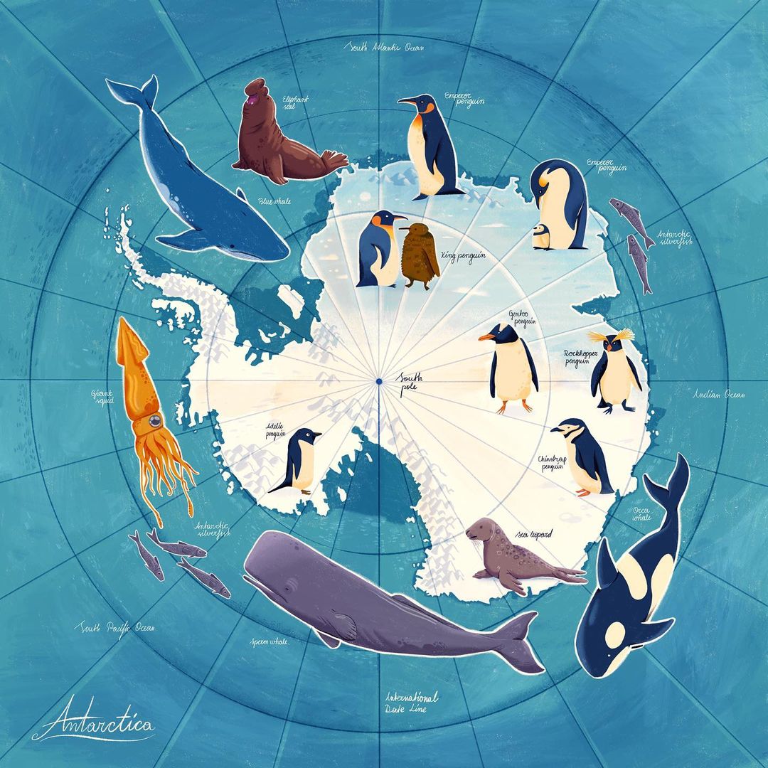Whales, seals, penguins, and squid are illustrated around a map of Antarctica on a blue background with latitude and longitude lines.