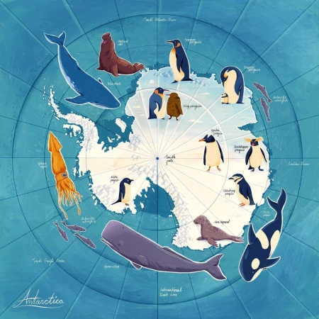 Whales, seals, penguins, and squid are illustrated around a map of Antarctica on a blue background with latitude and longitude lines.