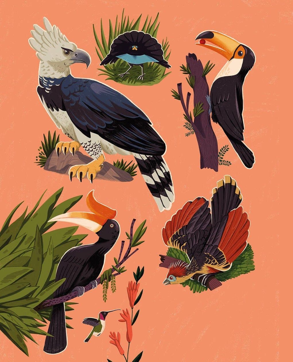 Illustration of a harpy eagle, toucan, and other tropical birds, showcasing various species on an orange background.