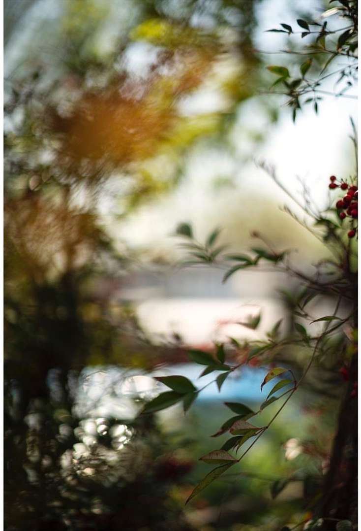 Close-up of green leaves and red berries on branches, creating a natural, bokeh-filled background with hints of sky, shot in daylight.