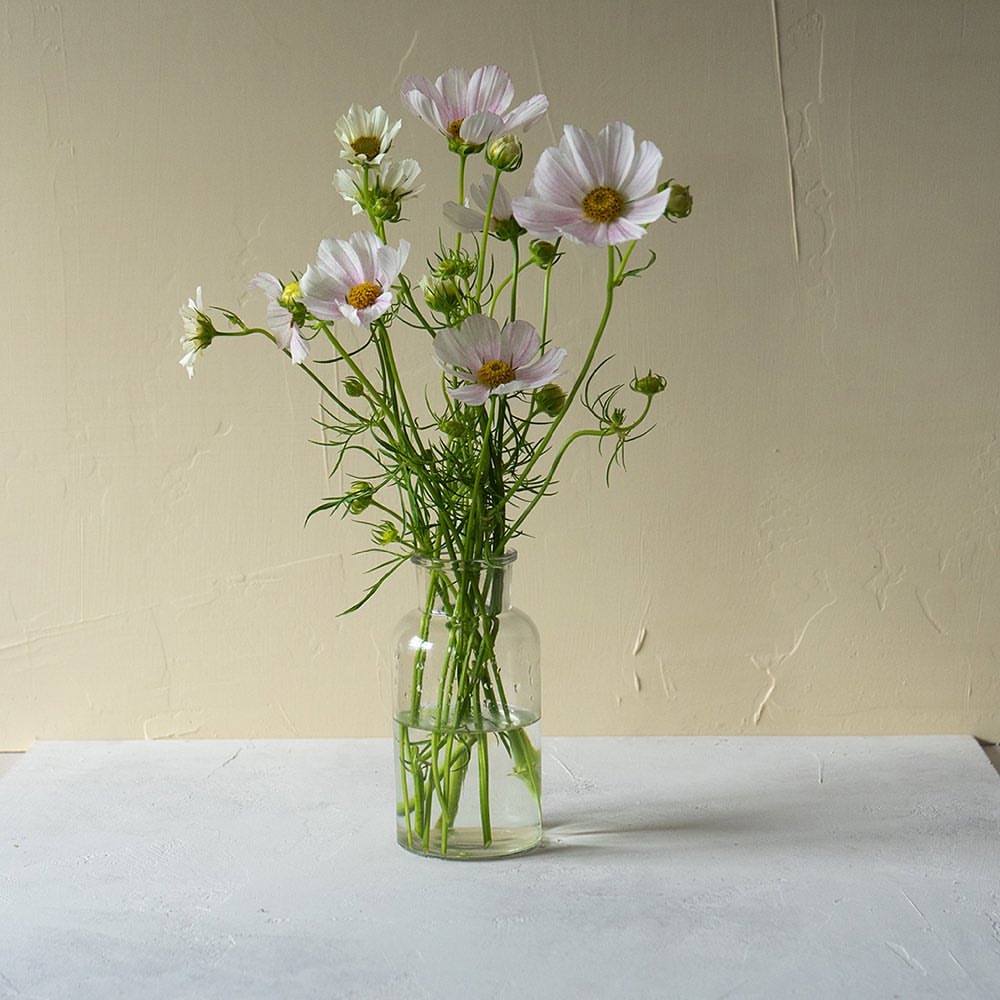 Pale pink cosmos flowers with green stems and buds in a clear glass vase against a neutral background, studio lighting.