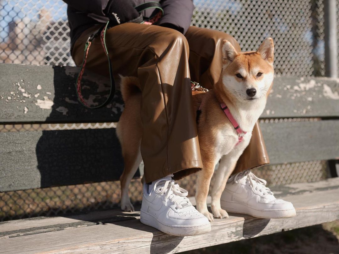 Person in brown pants and white sneakers sits on a park bench with a Shiba Inu on a leash in natural daylight.