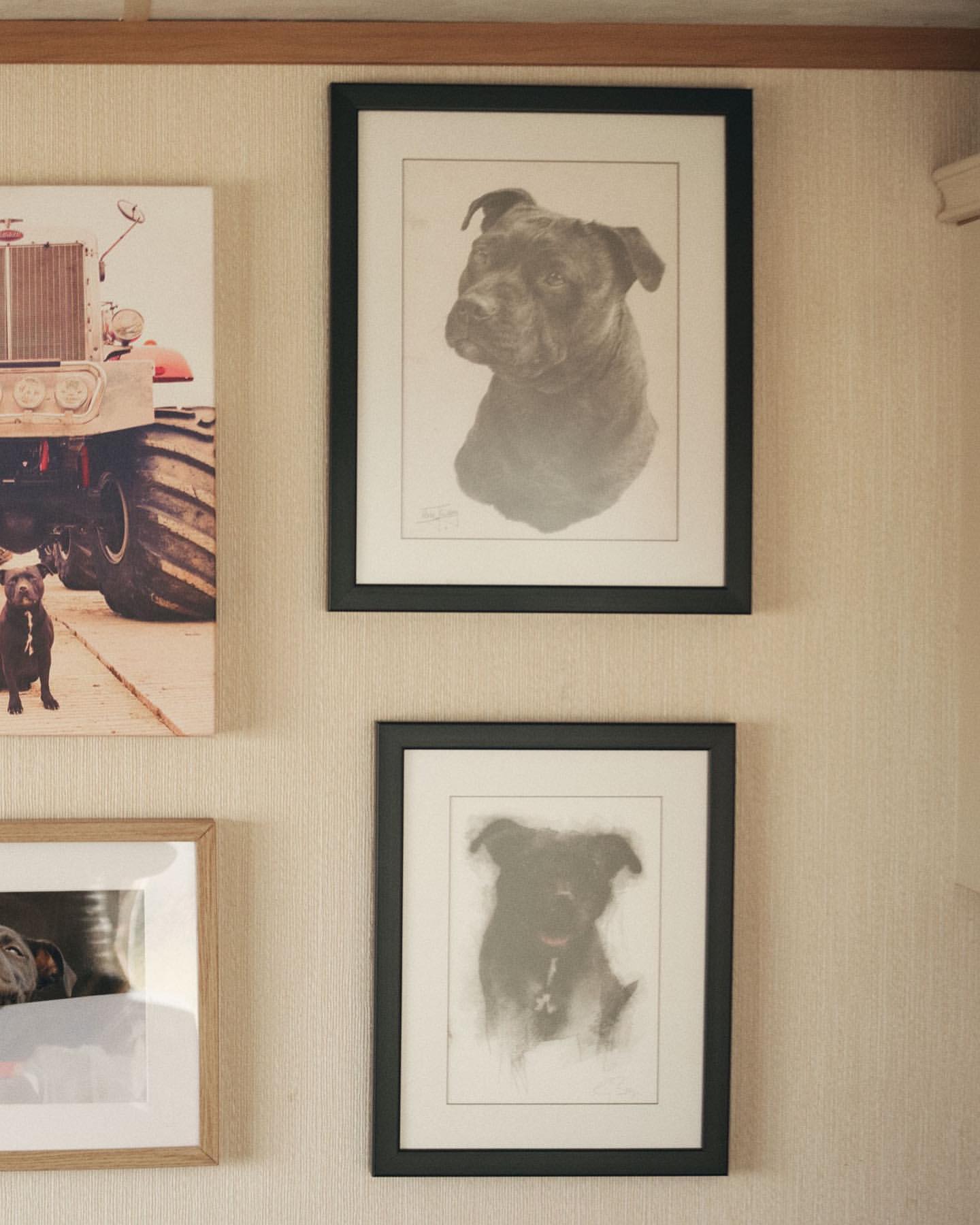 Framed drawings of a dog hang on a textured wall. One drawing features a close up of the dog's head and shoulder.