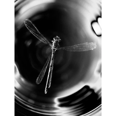 Monochrome macro photograph of a dragonfly resting on rippled water. The insect is centered with its wings outspread, showing intricate details.