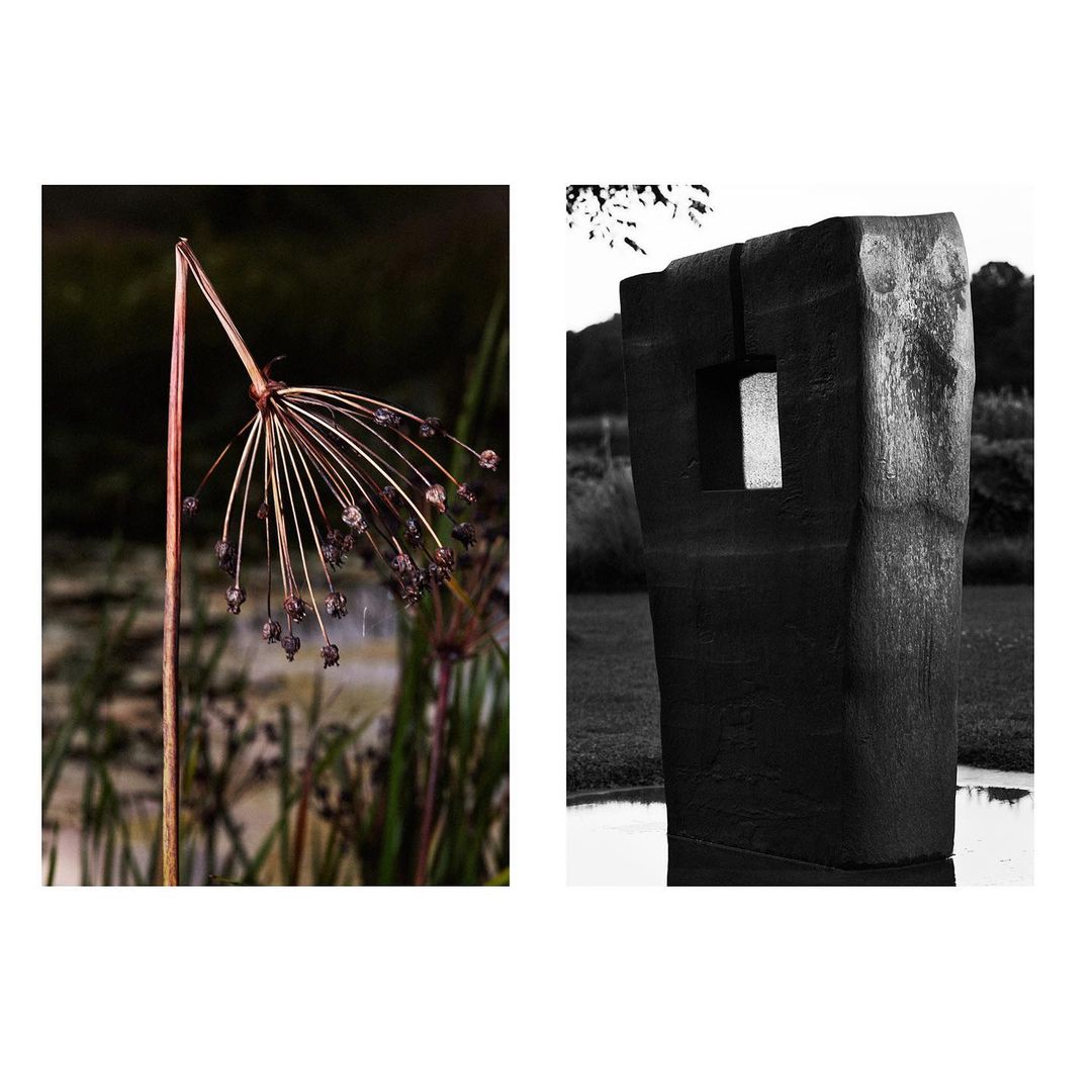 Abstract botanical black and white photograph featuring a dried flower pod, reeds, and concrete sculpture in an outdoor setting.