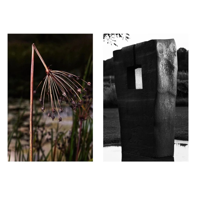 Abstract botanical black and white photograph featuring a dried flower pod, reeds, and concrete sculpture in an outdoor setting.
