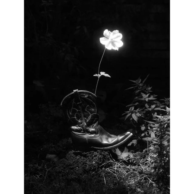 Black-and-white still life of a white flower blooming from a vintage cowboy boot on mossy ground surrounded by foliage.