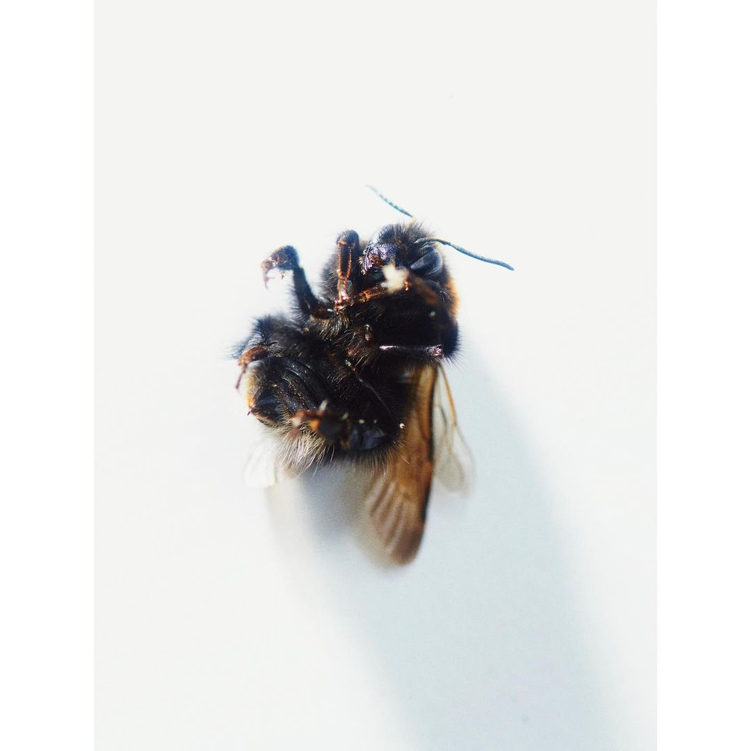 Close-up studio shot of a bumblebee featuring its furry body, brown wings, and six legs against a plain white backdrop.