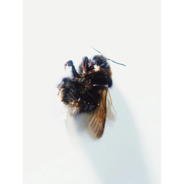 Close-up studio shot of a bumblebee featuring its furry body, brown wings, and six legs against a plain white backdrop.