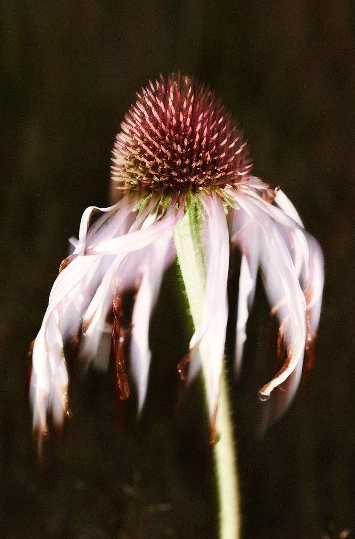 Close-up of a single purple coneflower with a prominent central cone and drooping petals against a dark background in natural light.