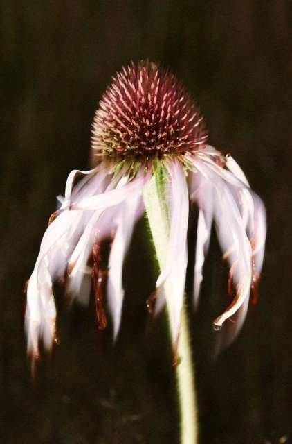 Close-up of a single purple coneflower with a prominent central cone and drooping petals against a dark background in natural light.