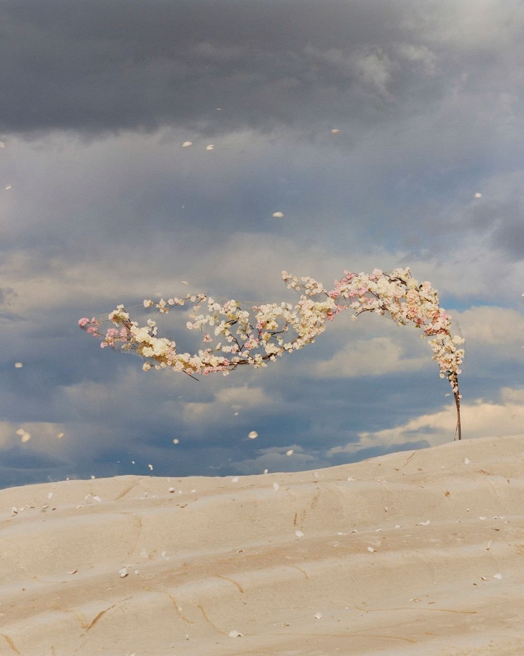 Dramatic image featuring a blossoming tree branch arching over a sandy hill under a cloudy sky, with scattered flower petals.